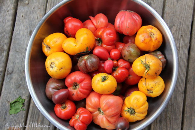 heirloom tomatoes in the Pacific Northwest!
